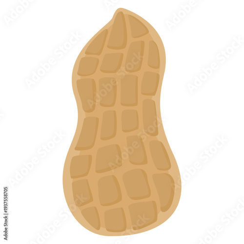 peanut illustration