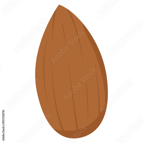 almond nut illustration