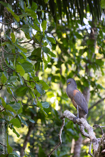 Cuadro en lienzo Bare-throated Tiger-Heron in Costa Rican Jungle