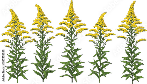 Botanical Vector Illustration of Yellow Goldenrod Flowers Set Isolated on White Background for Nature Wildflower Herbal Medicine Autumn Season and Garden Floral Design