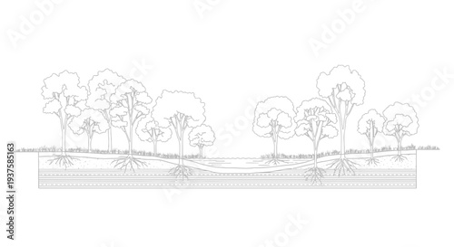 Cross-section of forest ecosystem showing tree roots, soil layers, and water table