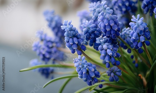 muscari