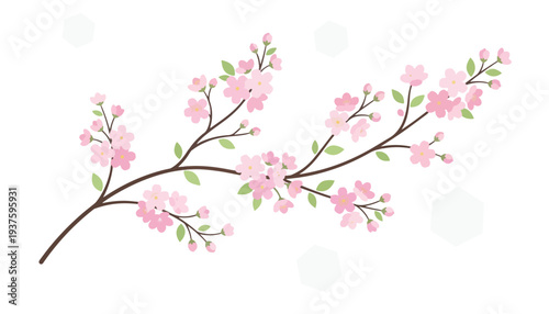 Beautiful cherry blossom branch illustration with delicate pink flowers and buds, perfect for spring and nature themes