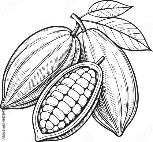 Cocoa Beans Open Hand-drawn Sketch Drawing Vector Illustration, Line Linear Symbol Black and White Engraving, Isolated