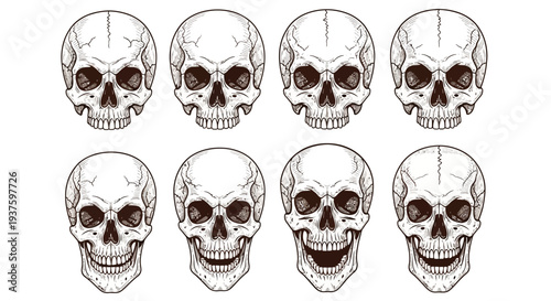 Set of human skull illustrations in various stages of decomposition.