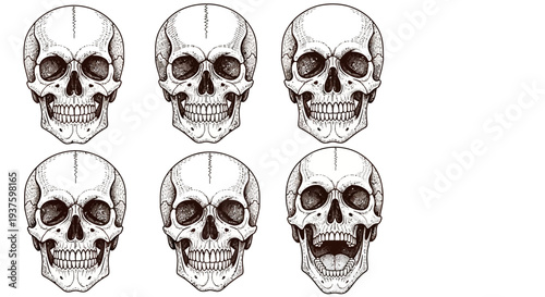 Six human skulls with varying jaw positions illustrated in black and white.