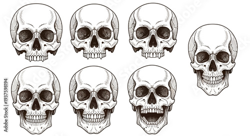 Collection of Human Skulls in Various Expressions and Angles.