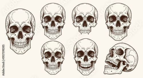 Collection of human skull illustrations in various views and angles.