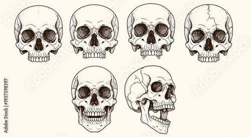 Detailed illustrations of human skulls from various angles and perspectives.