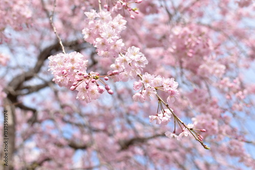 しだれ桜の写真