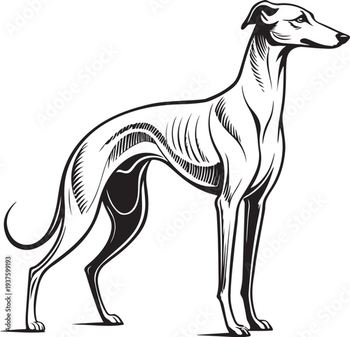 Greyhound dog standing Hand-drawn Sketch Drawing Vector Illustration, Line Linear Symbol Black and White Engraving, Isolated