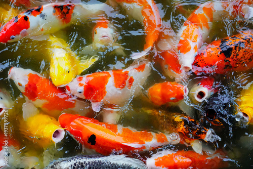 Top view of carp or carp fish in the pond with black background. Mesmerizing special beautiful colors koi fish in clear fresh water.