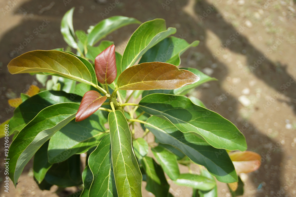 Obraz premium Close Up of Fresh Young Leaves Growing on a Tree Sapling