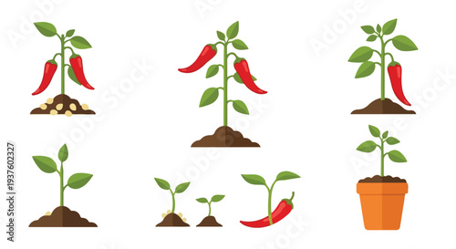 Vector illustration of chili pepper plants growing in soil with red peppers and seedlings in pots and earth, depicted in a graphic style.