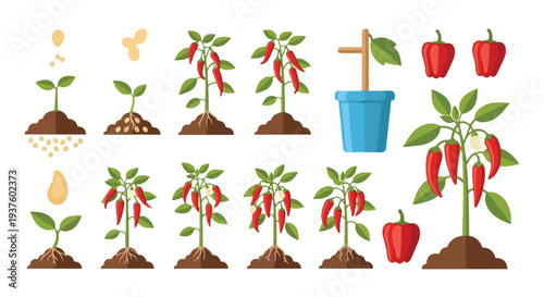 Vector illustration of a dumptruck soil growth cycle for chili pepper plants from seed to maturity with a blue bucket and red peppers on a white background.