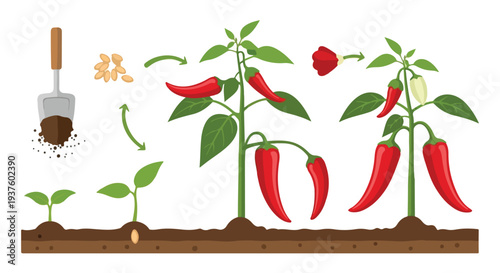 Vector illustration of a dumptruck and seeds helping chili pepper plants grow from seedlings to mature plants with red peppers in soil.