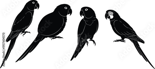 Black parrot silhouettes set, macaw bird icons, tropical exotic animal outlines, isolated vector illustrations, wildlife nature design elements for graphic projects.