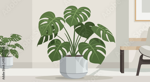 Monstera plant in a modern minimalist indoor room setting