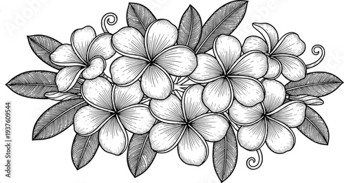 Detailed Vintage Engraving of Tropical Plumeria Frangipani Flowers with Leaves Vector Illustration for Botanical Wedding Invitations Organic Skincare Branding and Floral Pattern Design