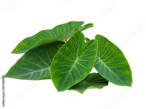Vibrant green taro leaves, also known as elephant ear plants, with a crisp white background for design use