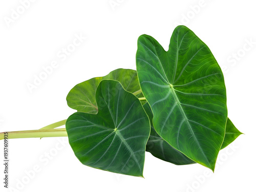 Vibrant green Colocasia leaves, also known as taro leaves, isolated on a clean white background, showcasing their distinct texture and shape