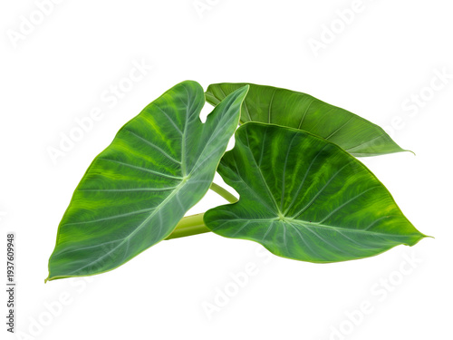 Large Green Elephant Ear Plant Leaves Isolated on a White Background
