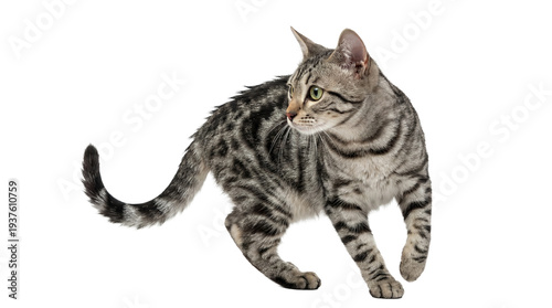 фотографія a dynamic studio photograph of a grey tabby cat with piercing green eyes, isolated on a transparent background, highlighting its agile form and intricate fur markings