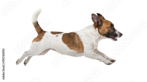 Obraz na plátně energetic jack russell terrier dog running and jumping mid-air with joyful expression, captured in a dynamic action shot on a transparent background