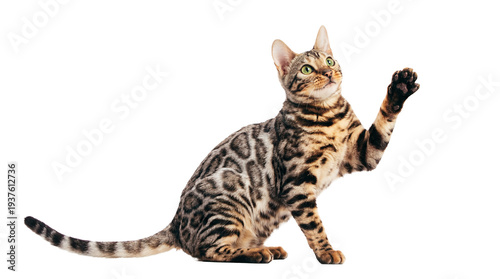 Fotografia a playful bengal cat with striking green eyes and spotted fur raises a paw, captured in a studio portrait against a clean transparent background with transparent isolation