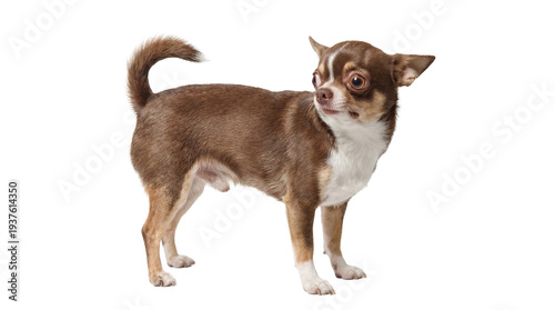 Photography High-resolution image of a small brown and white Chihuahua standing alert with large eyes and erect ears, isolated on a transparent background