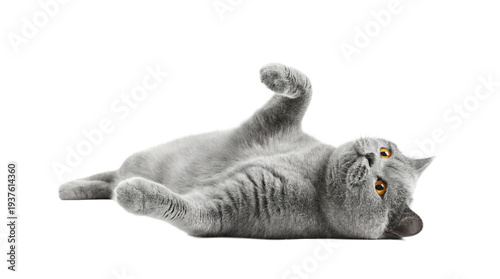 playful british shorthair cat with orange eyes lying on its back, isolated on a transparent background with a cut-out effect, studio portrait.