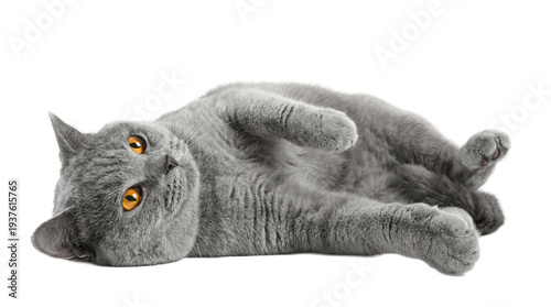 Foto charming british shorthair cat with bright orange eyes lying on its back, looking curiously at the camera with a soft, grey fur coat on a transparent background