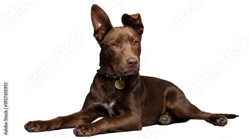 Φωτογραφία a medium-sized brown mixed-breed dog with floppy ears, wearing a black collar with a gold tag, lies down attentively on a transparent background, looking slightly to the right with alert eyes