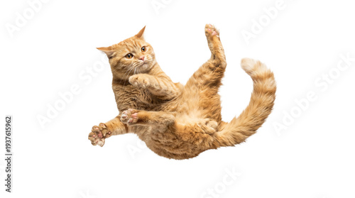 Canvas Print png image of a fluffy orange cat captured mid-air, falling or jumping playfully on a transparent background, isolated