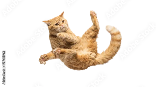 Fototapeta na wymiar png image of a fluffy orange cat captured mid-air, falling or jumping playfully on a transparent background, isolated.