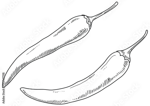 the chili pepper sketch shows hot spicy vegetable illustration in hand drawn style, detailed organic food drawing, culinary ingredient artwork for packaging, menu design, branding.