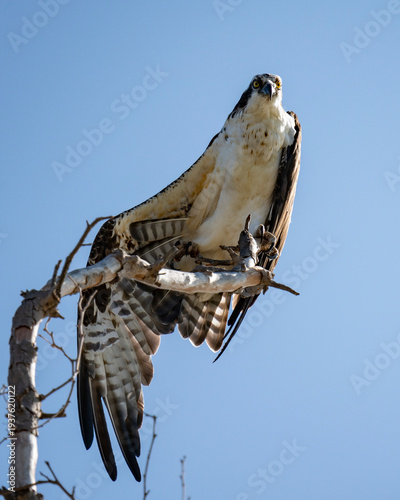 Osprey at Yorba Linda Regional Park in Orange County California resting a wing
