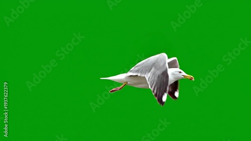 A seagull with white and grey feathers flying against a vibrant green screen background.