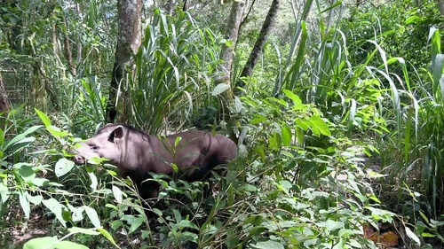 South American Tapir Foraging in the Lush Jungle of Los Yungas, Bolivia