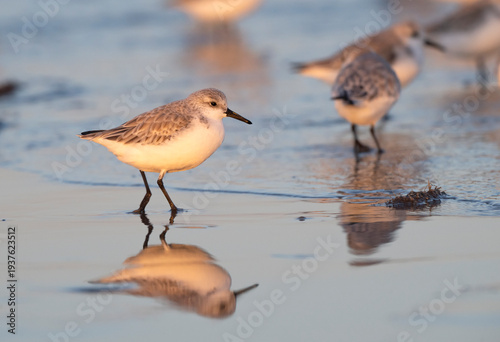 Sanderlings ( feeding in the sunset ocean, Galveston, Texas
