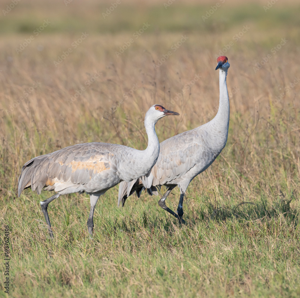 Obraz premium Sandhill Cranes (Antigone canadensis) Grazing in a Pasture, Texas, USA