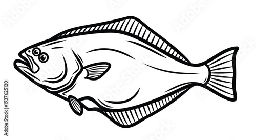 Black and white illustration of a flatfish or flounder