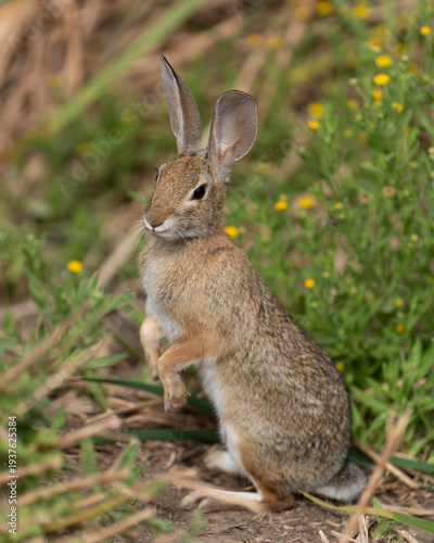 Black-tailed Jackrabbit in Orange County California USA standing up in flowers and plants