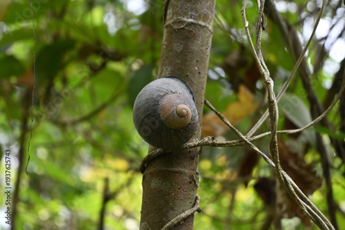 An inactive giant land snail (Acavus phoenix) is holding onto a tree trunk