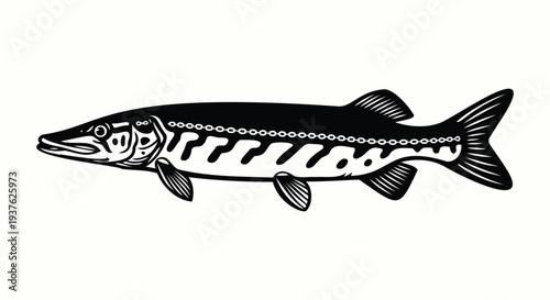 Black and white illustration of a northern pike with chain pattern