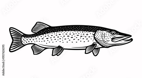 Black and white illustration of a pike fish with spots