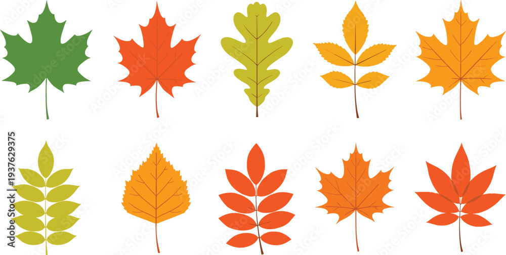 Fototapeta premium Autumn Fall Leaves Vector Collection with Maple Oak and Seasonal Foliage Icons in Warm Orange Yellow and Green Colors for Nature Design