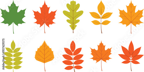 Autumn Fall Leaves Vector Collection with Maple Oak and Seasonal Foliage Icons in Warm Orange Yellow and Green Colors for Nature Design