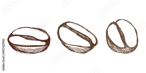 Set of hand drawn fresh roasted coffee bean Arabica robusta seed doodle Single element for design print packaging label decor