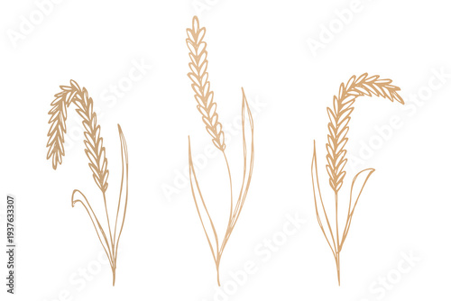 Set of hand drawn cereal wheat oat rye barley rice ears spikelet clipart Organic wheat bread agriculture farming harvest healthy food Single element for design print packaging label decor